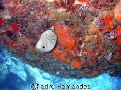 Foureye Butterflyfish,Palmas Del mar Humacao, Puerto Rico... by Pedro Hernandez 